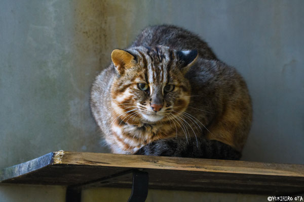 No.71　こちらを伺う②
