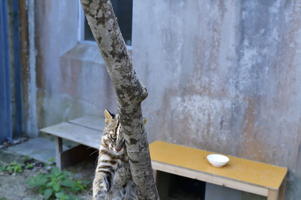 No.71　こちらを伺う②