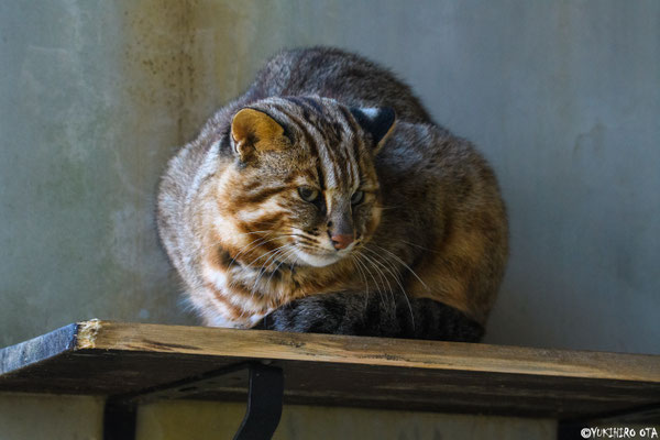 No.71　こちらを伺う③