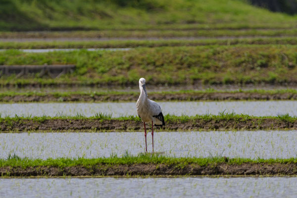 田んぼに降りたつコウノトリ
