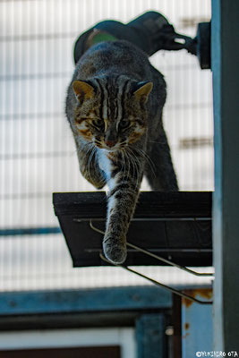 No.71　キャットウォークからジャンプ