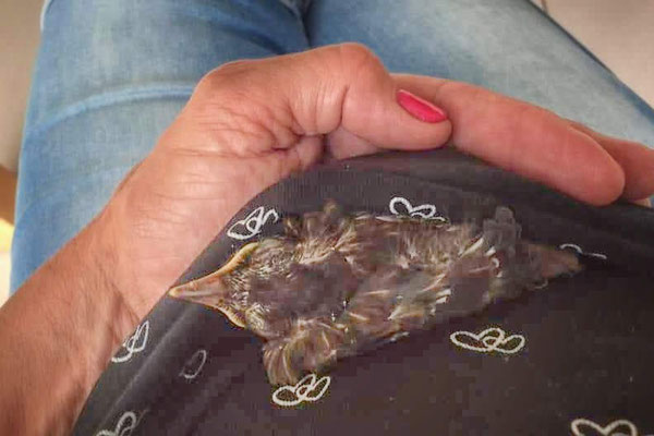Young bird rescued from the canal. (Photo by Sabina Clay)