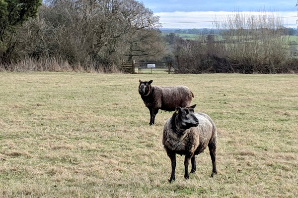Curious looking sheep! (Photo by Tracey Mills)