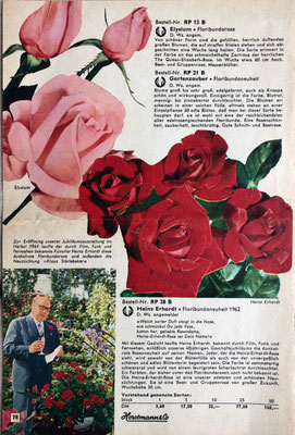 Print Werbung für die Heinz-Erhardt-Rose der Firma Horstmann & Co