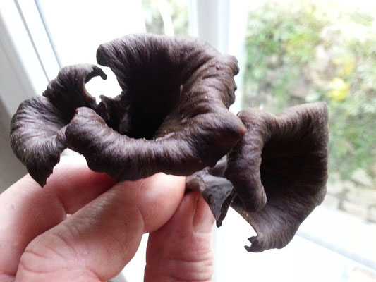 champignons-table dhote