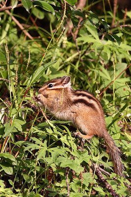  Siberian chipmunk 花鼠 © 袁屏 Yuan Pin