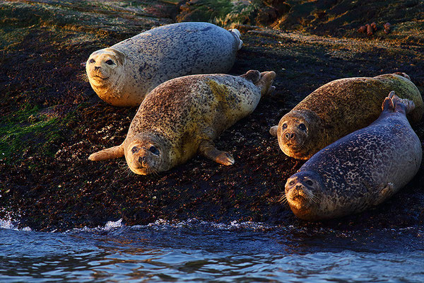 Spotted Seal  斑海豹 © 袁屏 Yuan Pin
