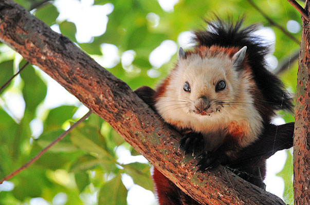红白鼯鼠 Red and White Giant Flying Squirrel  © 刘思阳 Liu Siyan