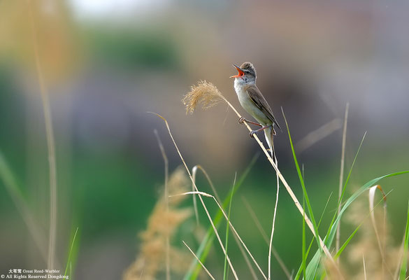 © 沈强 Shen Qiang