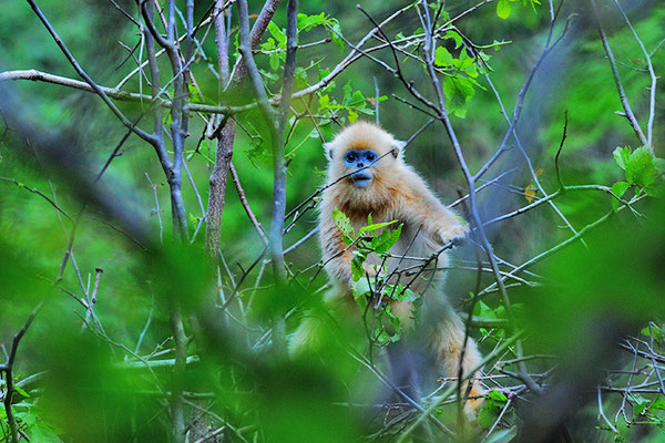 Golden snub-nosed monkey 川金丝猴 © 刘思阳 Liu Siyan