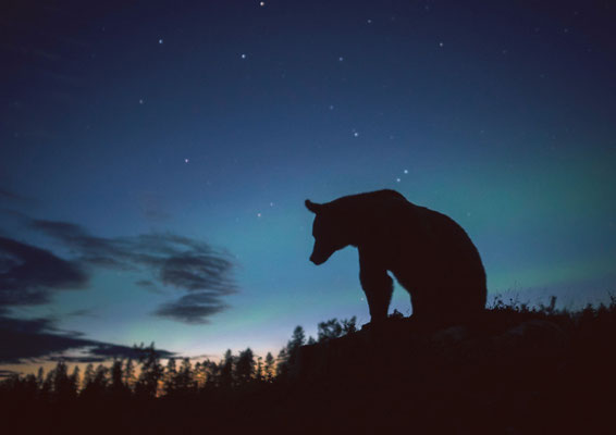 Wilde Taiga Taivaskarhu ©VisitFinland