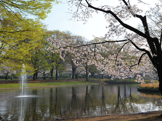 カラスの水のみ場と化す噴水コーナー。