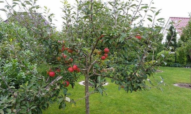 Die saftigen, selbst angebauten Äpfel laden zum Naschen ein!