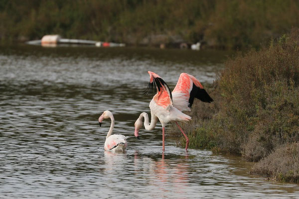 Flamingo auf Mallorca