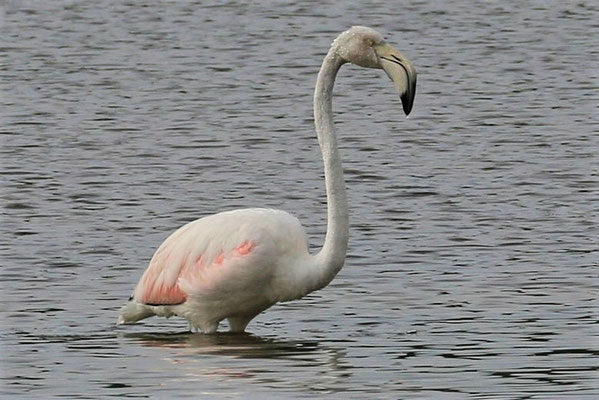 Flamingo auf Mallorca