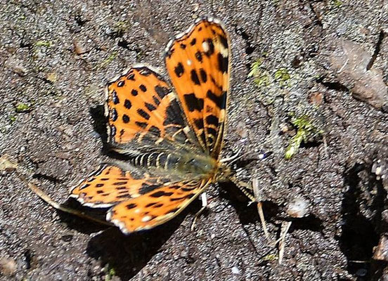Landkärtchen 1. Generation