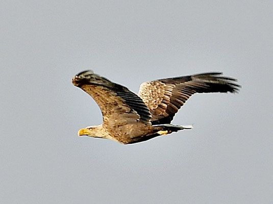 Seeadler