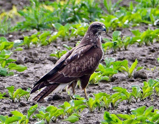 Bussard