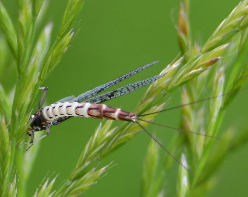 Eintagsfliege