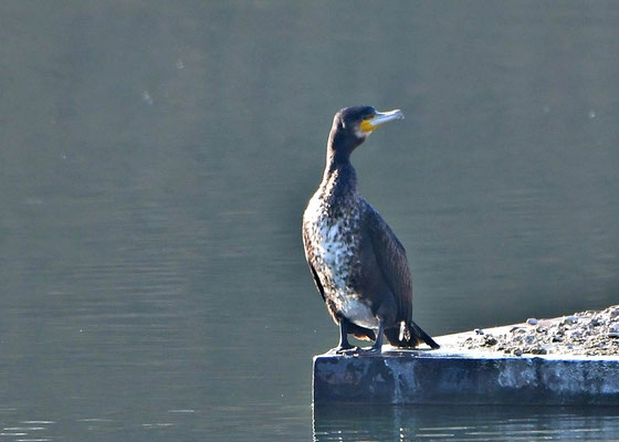 Kormoran