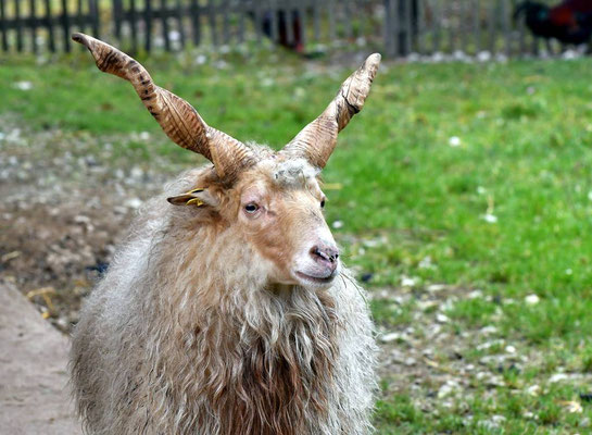 Zackelschaf