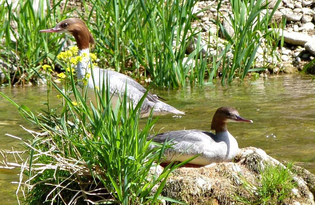Gänsesäger