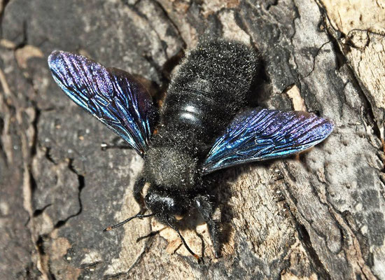 Blaue Holzbiene