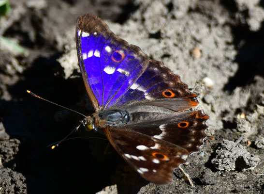 Schillerfalter