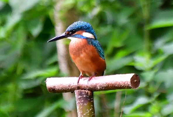Eisvogel