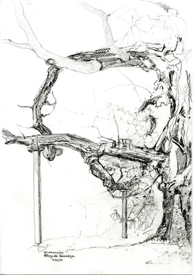 Plaqué-grillé, 2019, dessin à la mine de plomb sur papier 180g: marronnier multicentenaire étayé, feuillage grillé par les canicules, parc de l’Abbaye de Jumièges (Normandie), 21x30cm.