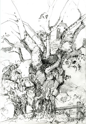 Plaqué-grillé, 2019, dessin à la mine de plomb sur papier 180g: freine et chataignier échaudés par les canicules, St Céneri (Normandie), 21x30cm.