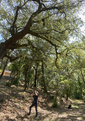 Vallée de l'Hérault, chênaie (secteur d'Aniane), octobre 2024
