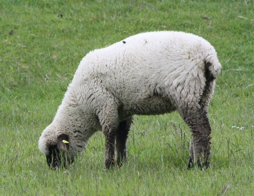 18 Ein Schaf grast/A sheep browses