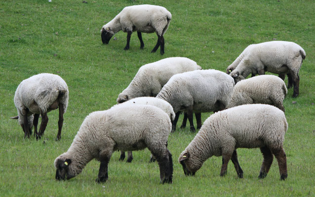 4 Schafe grasen/Sheeps browse