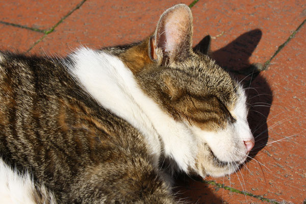 16 Schlafender Kater/Sleeping cat