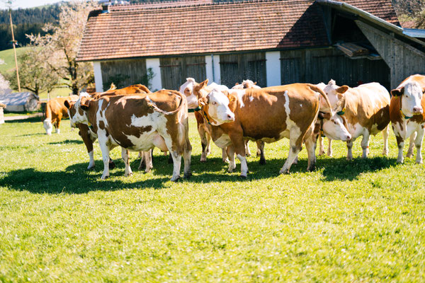 Kühe auf der Weide am Biobauernhof Stadler