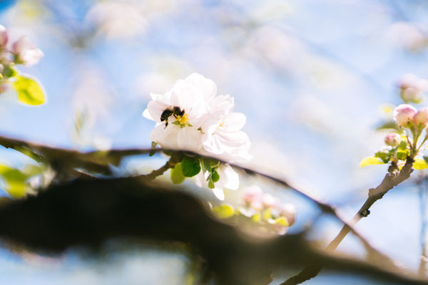 Eine Biene sitzt auf einer weißen Apfelbaumblüte in der Steuobstwiese am Biobauernhof Stadler