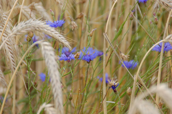 Getreidefeld mit Kornblumen am Biobauernhof Stadler