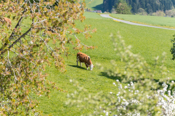 Eine Kuh auf der grünen Weide am Biobauernhof Stadler