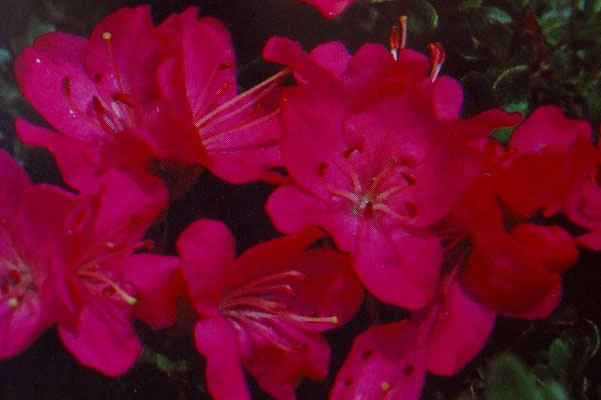 ミヤマキリシマ・舞扇・・ミヤマキリシマ中で一番鮮やかな美しい花ですが、やや色が濃すぎです。