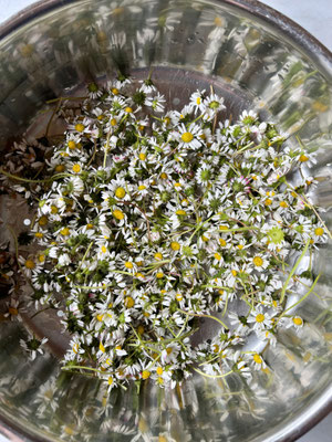 → Frisch gepflückte Gänseblümchen im Sieb – Vorbereitung für den Oxymel-Ansatz