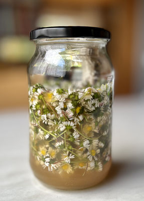 Gänseblümchen im Essigauszug – Ziehzeit
