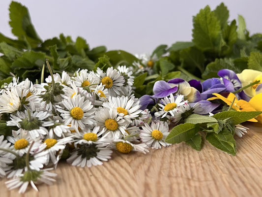 → Oxymel-Ansatz mit Zitronenmelisse, Gänseblümchen, Hornveilchen & mehr in Apfelessig