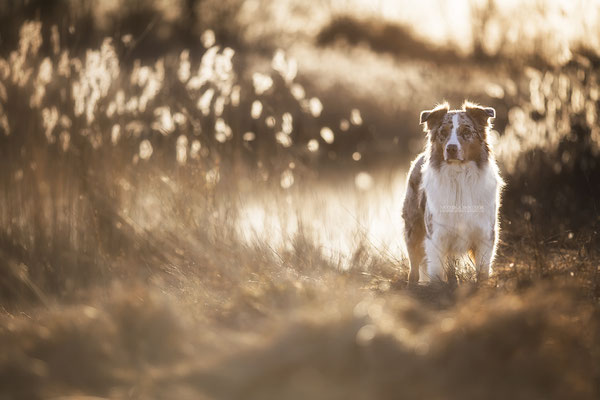 Aussie, australian shepherd