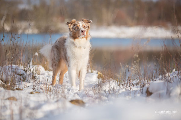 Aussie, australian shepherd