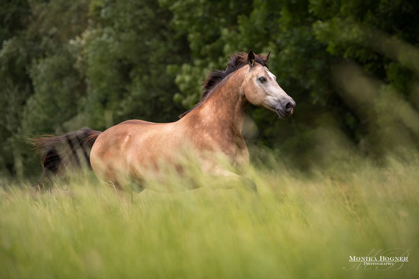 Pferd auf der Koppel