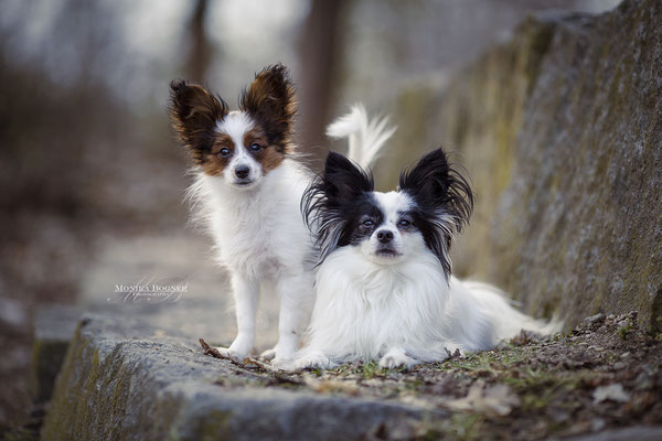 Papillon