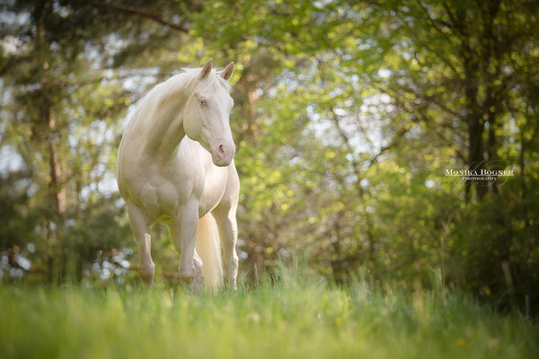 Quater Horse