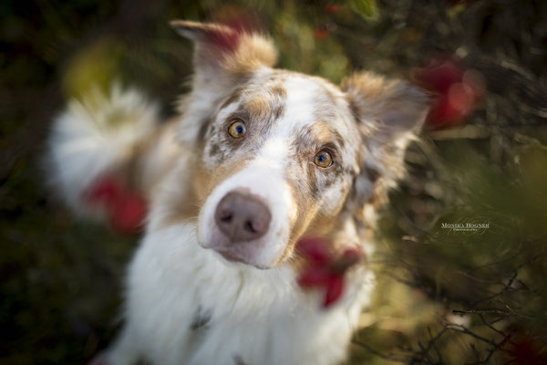 Aussie, australian shepherd