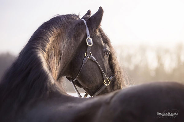 Friese